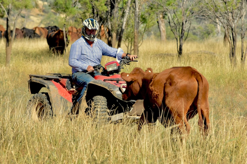 A man wears a helmet as he rides a quad bike past a cow