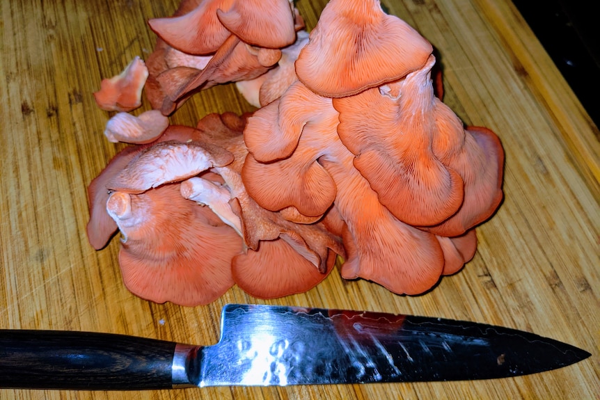 Cut pink oyster mushrooms on a cutting board next to a knife. 