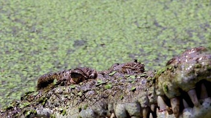 Crocodile in lake