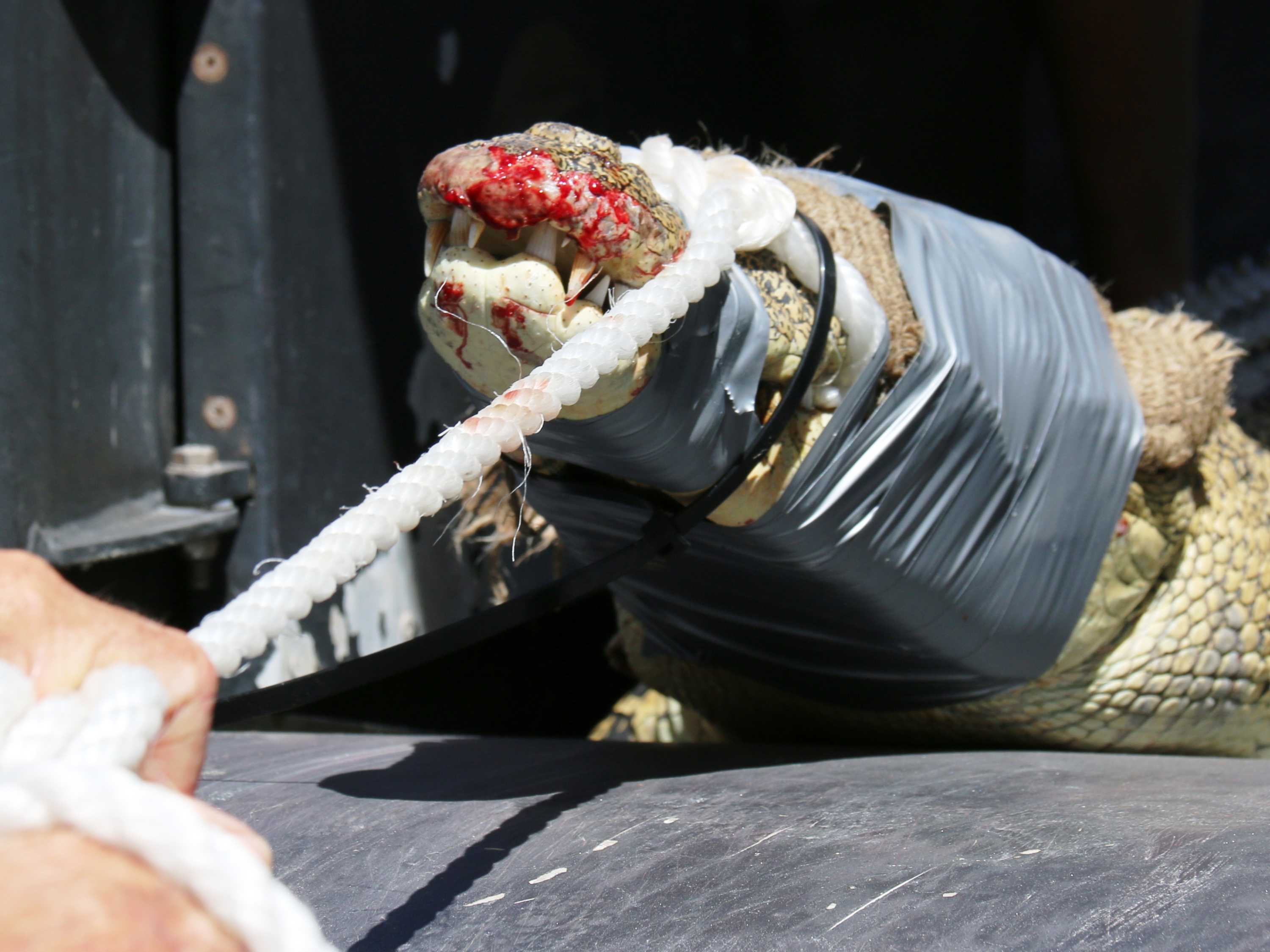 How to catch a crocodile On patrol with the world's busiest croccatching team in Darwin ABC News