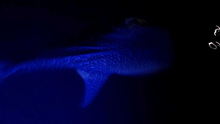 A whale shark swims in the dark ocean towards squiggly white lights. It's illuminated by an eerie blue light.