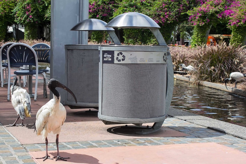 Ibis near rubbish at Brisbane's South Bank