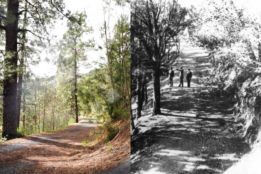 Two photos - one in black and white, the other in colour - show the same treelined walkway 100 plus years apart.
