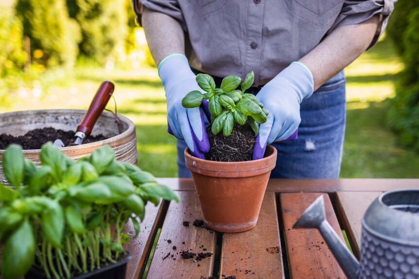 A woman wearing blue gloves pots a basil plant in a terracotta pot.