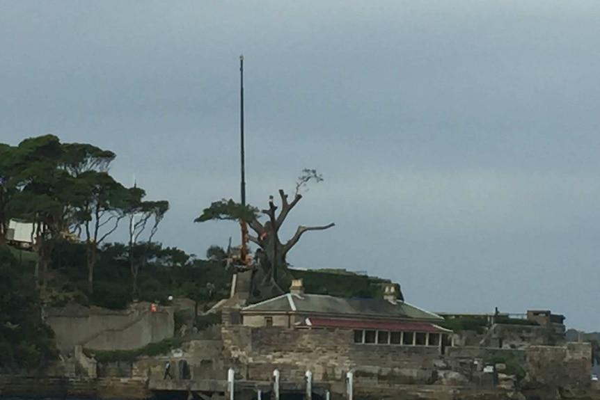 The stump of a tree