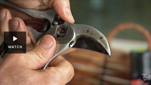 A person tightening the nut on a pair of secateurs. Has Video.