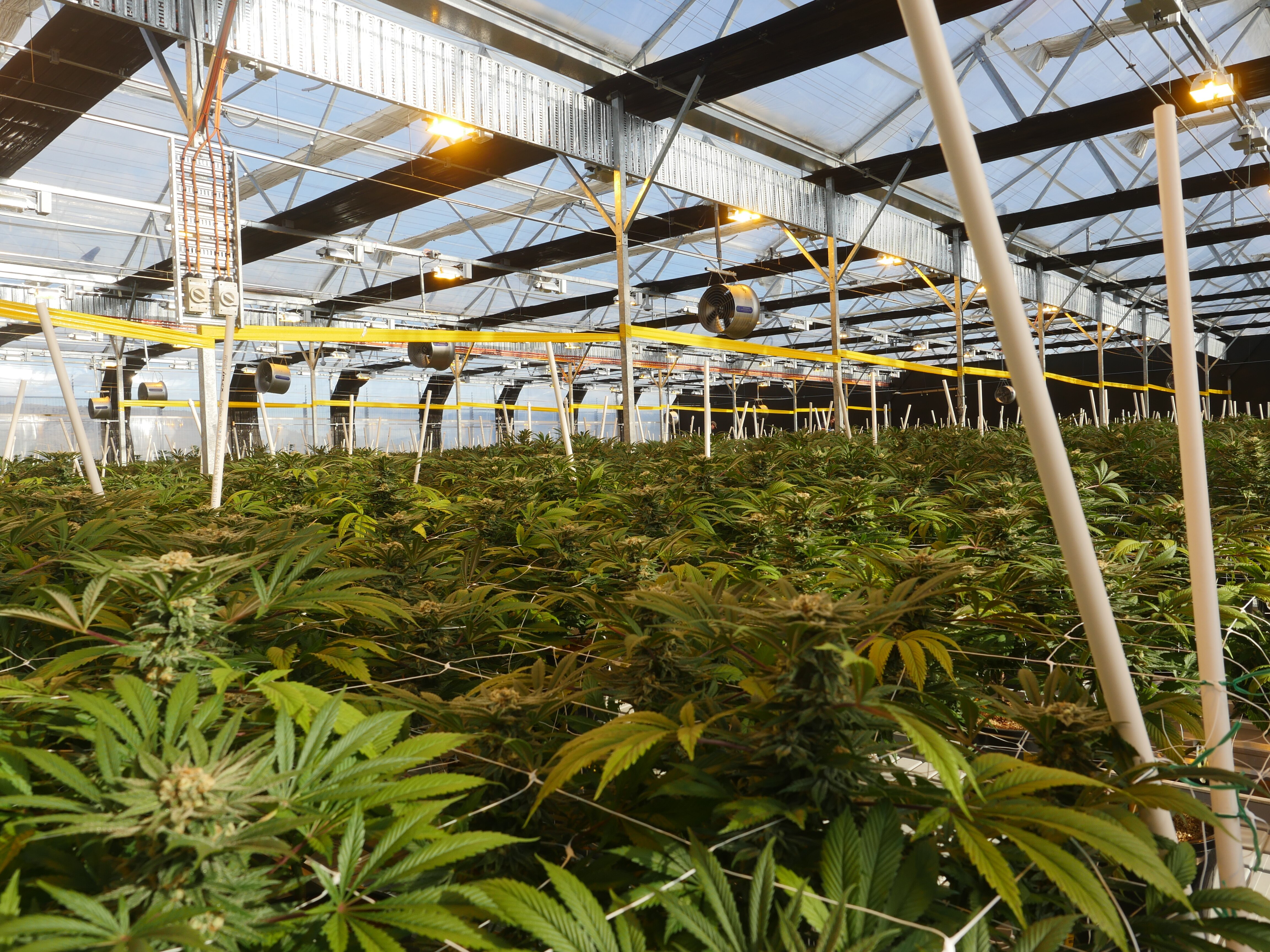 wide view of thousands of cannabis plants in a greenhouse with a clear roof and yellow lights 