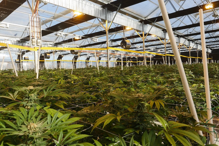 wide view of thousands of cannabis plants in a greenhouse with a clear roof and yellow lights 