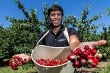 Mehdi Rouabah picking cherries