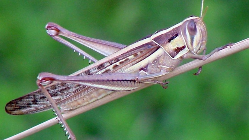 Locusts control in central west NSW