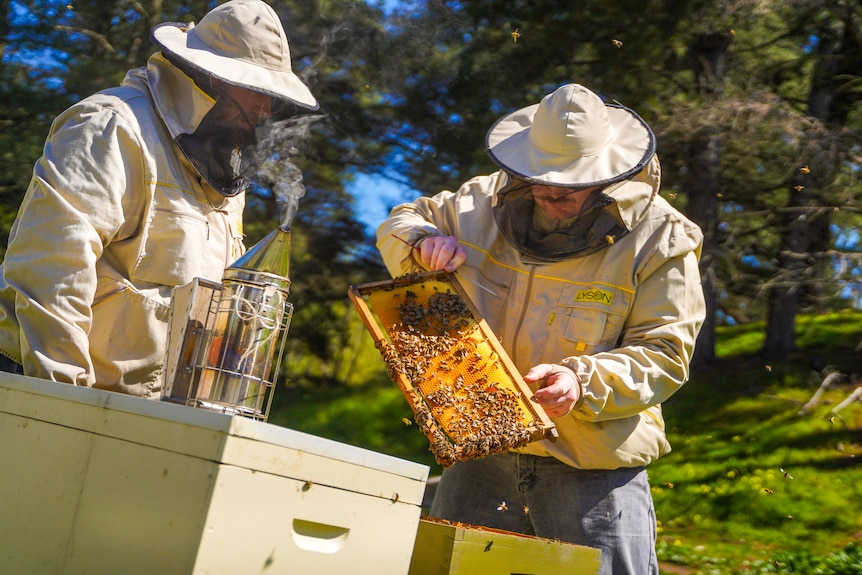 Two men wearing bee suits hover over a stack of bee hives as one man holds up a rack of honey comb to examine.