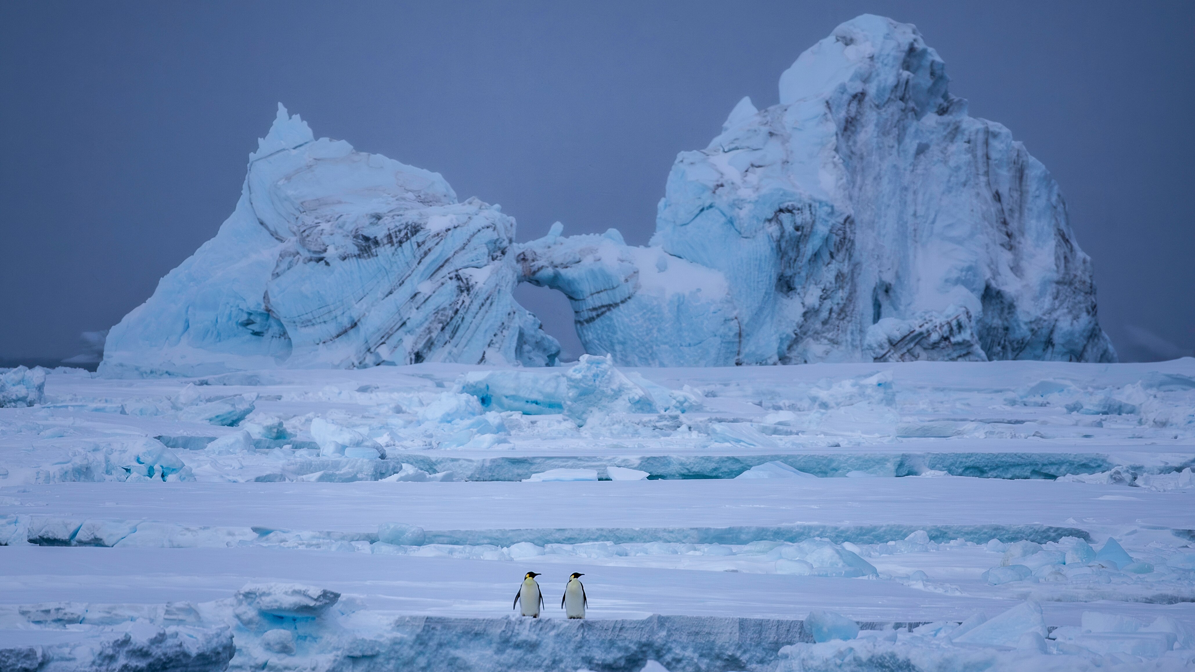 Two Emperor penguins.