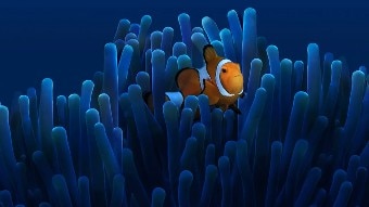 An orange fish swims among coral.