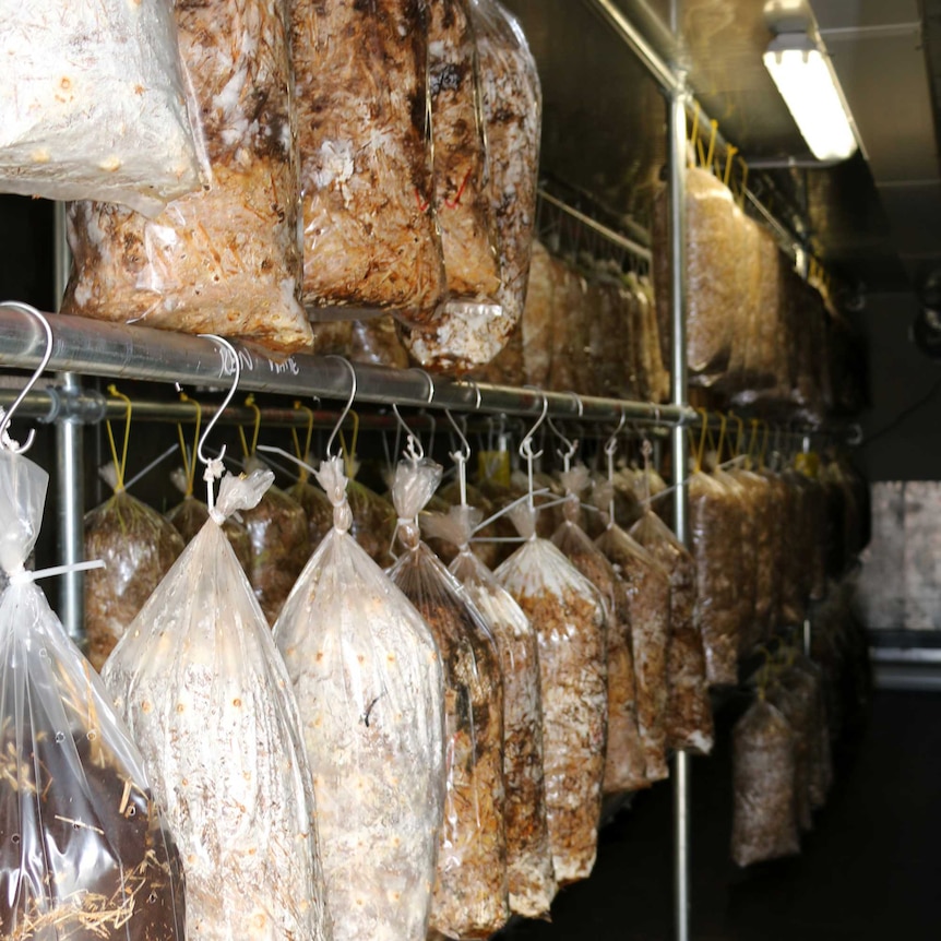 Mushroom spores incubate in plastic bags hanging from hooks in a cool room.