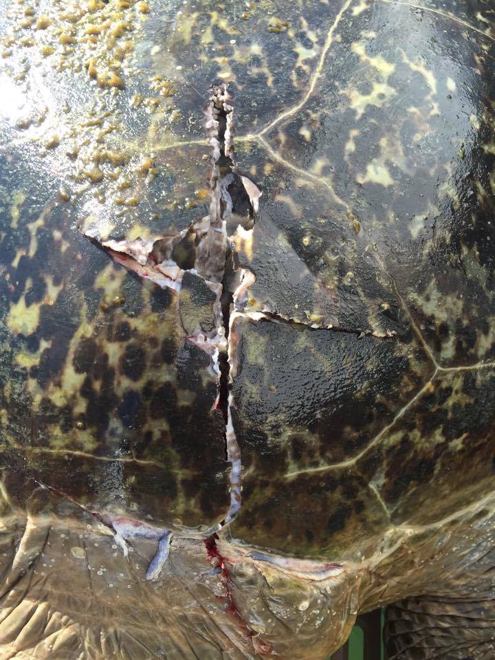 Turtle thought to be 100 years old dies after being struck by boat off ...