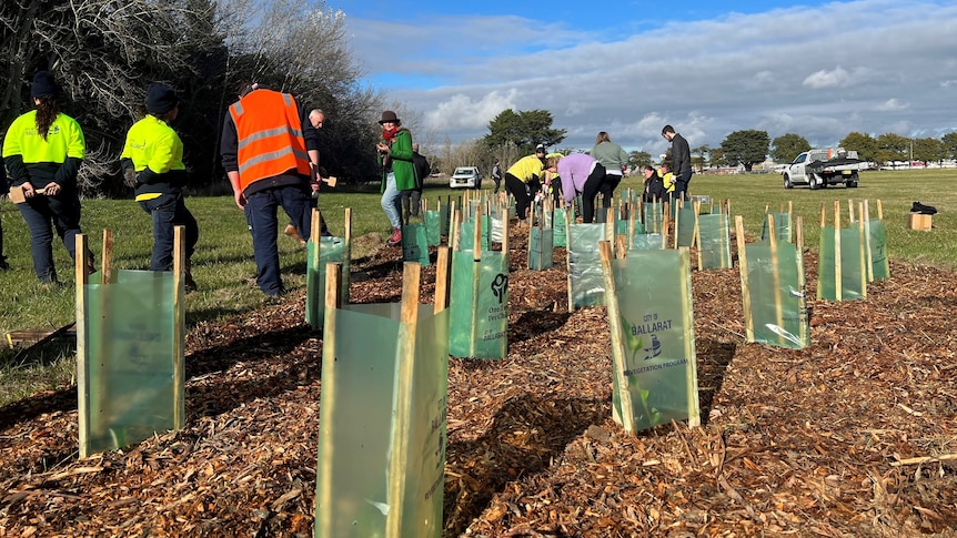 People in high-viz jackets working in a large park, saplings in tree guard in the foreground under a blue sky.