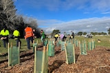 People in high-viz jackets working in a large park, saplings in tree guard in the foreground under a blue sky.