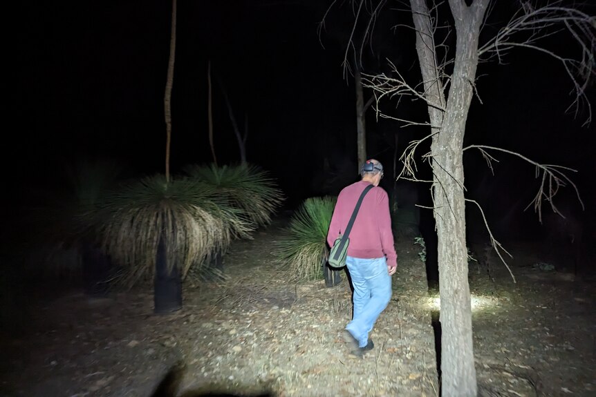 Dr Paul Doughty pictured from behind walking through the bush at night. 