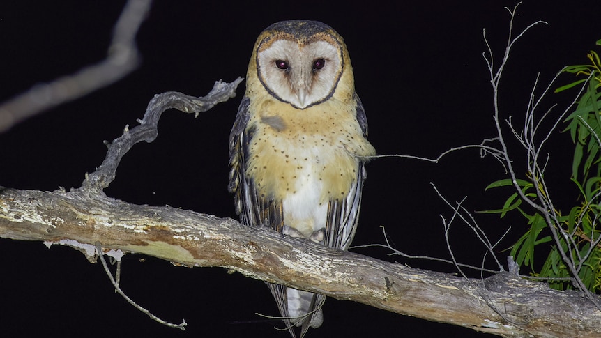 A Tasmanian masked owl sits on a branch at night, looking directly at the camera.
