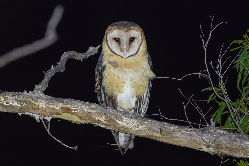 A Tasmanian masked owl sits on a branch at night, looking directly at the camera.