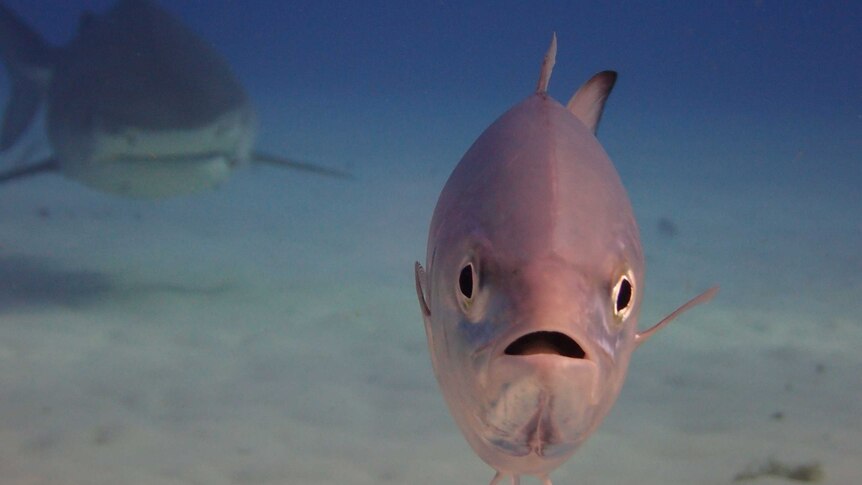 Close up of large fish staring straight at camera, with its mouth open, while a large shark swims toward it form behind.