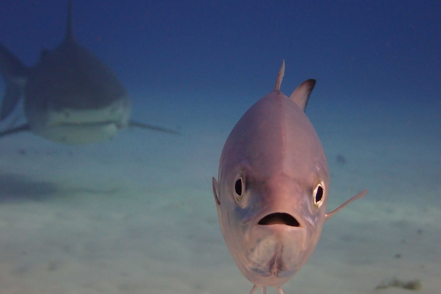 Close up of large fish staring straight at camera, with its mouth open, while a large shark swims toward it form behind.
