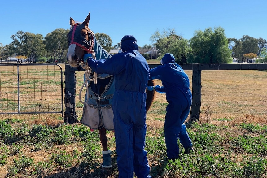 Two people in protective clothing medically check a sick horse covered in sheets
