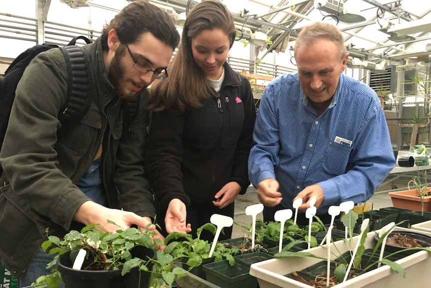 Students look at plants in a green house.