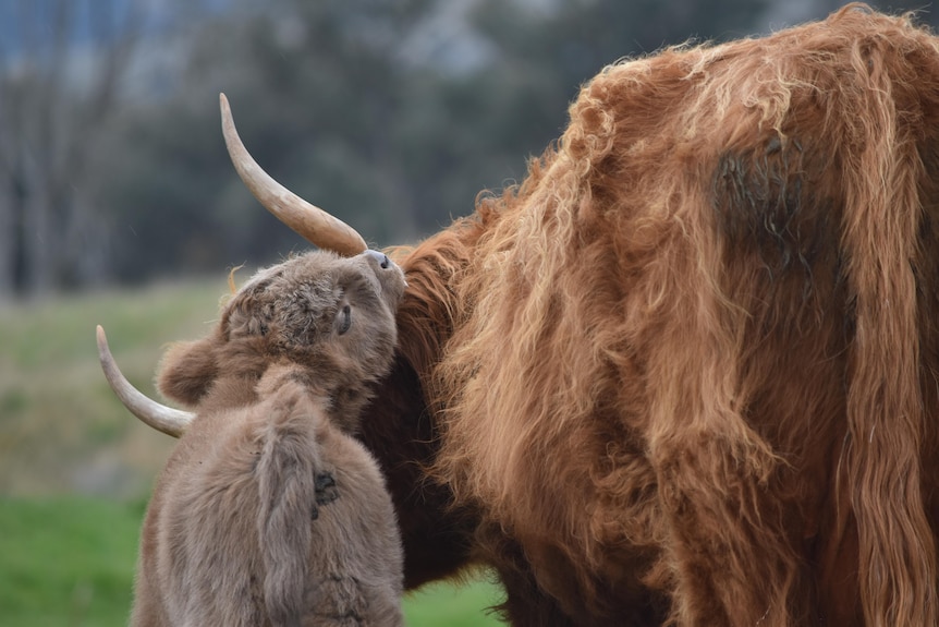 A calf rests its head on its mother who has a shaggy coat and long horns.