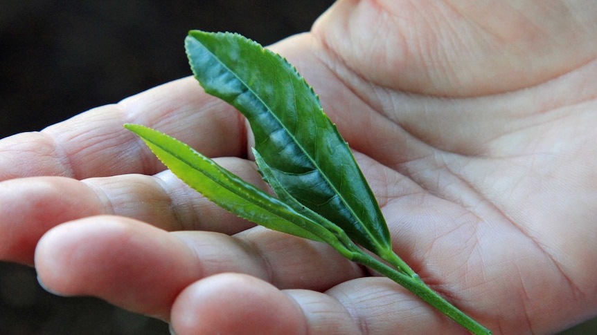 Hand with freshly picked tea leaves on the palm