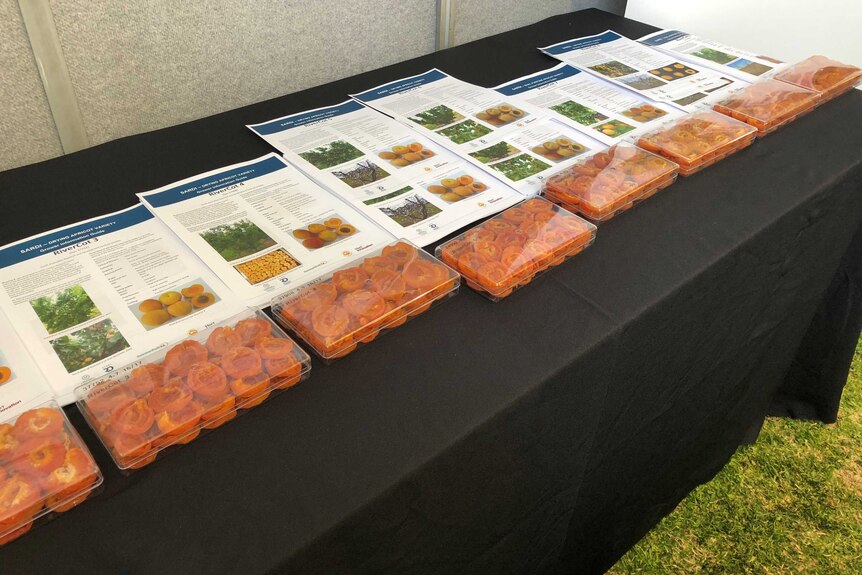 New apricot varieties on table