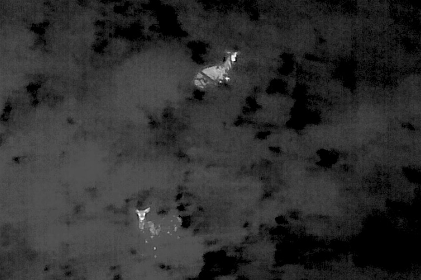 thermal imaging photos of deer 