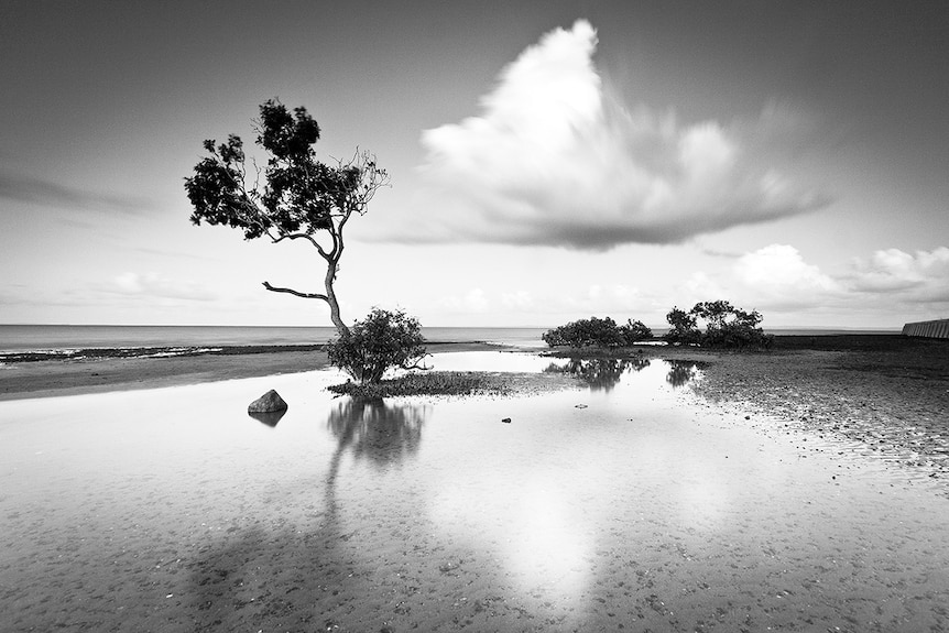 Mangrove in black and white