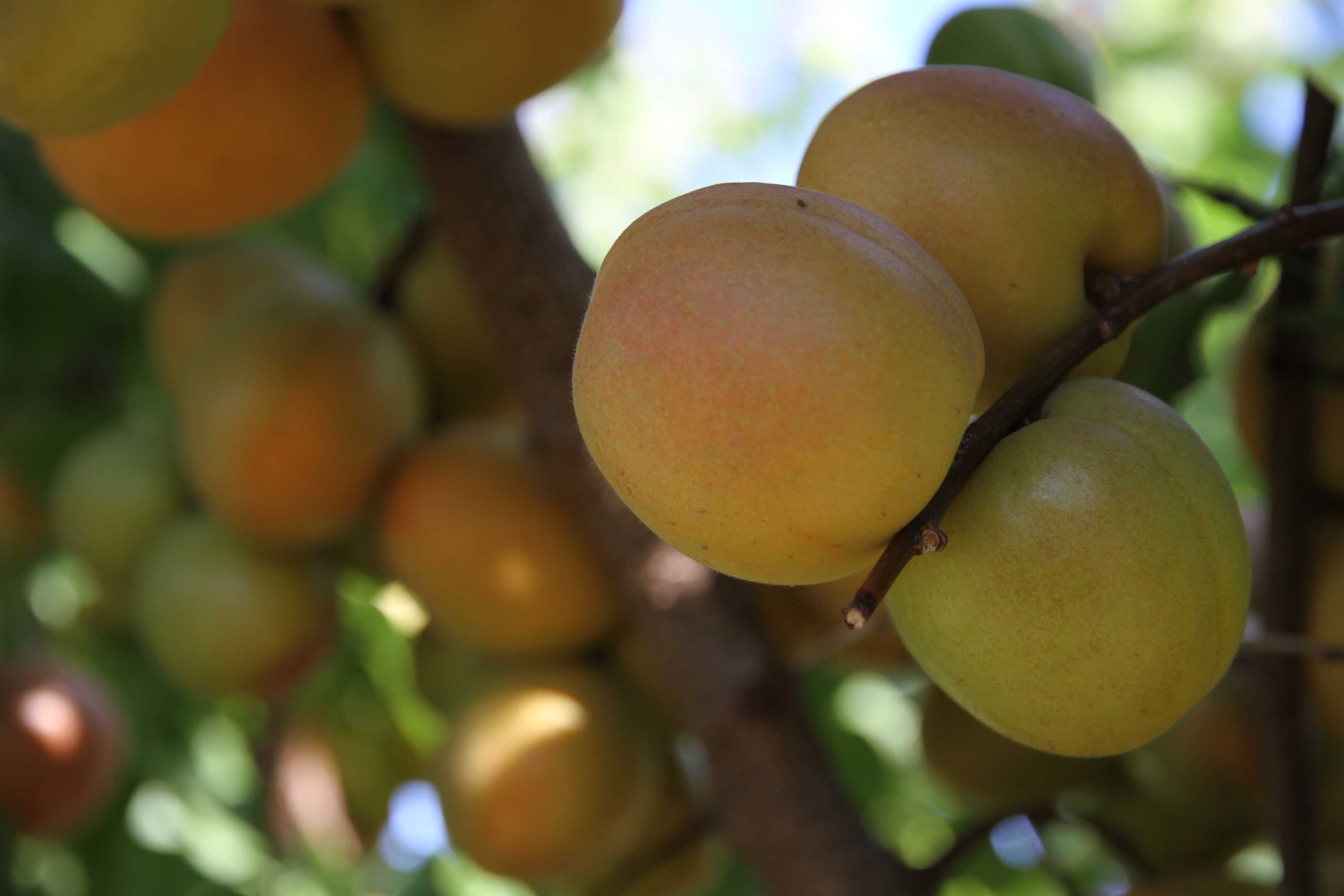 stone fruit growing on trees.