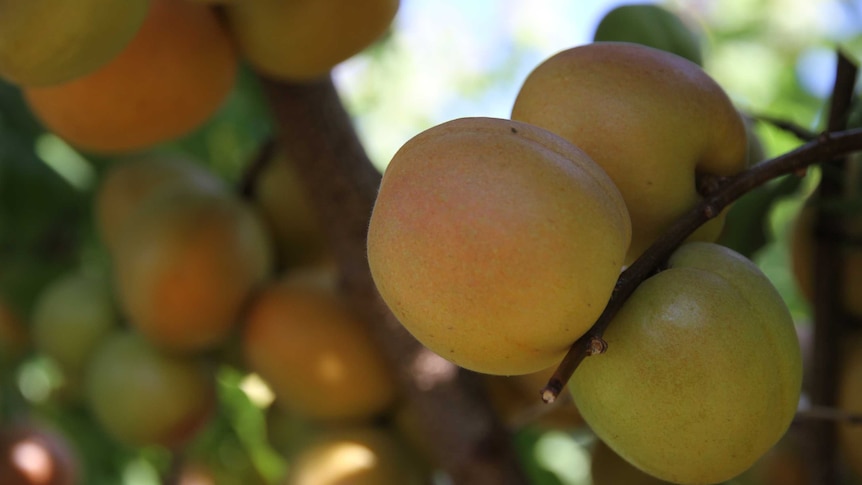 stone fruit growing on trees.