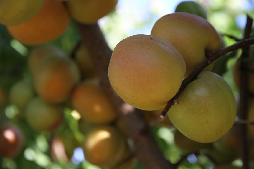 stone fruit growing on trees.