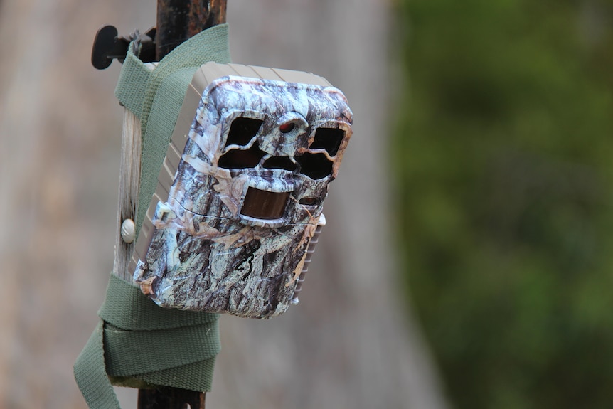 A wildlife camera on a metal stake.