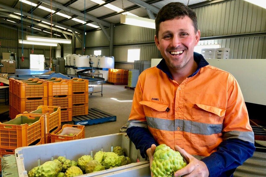 Daniel Jackson in his packing shed with green custard apples.