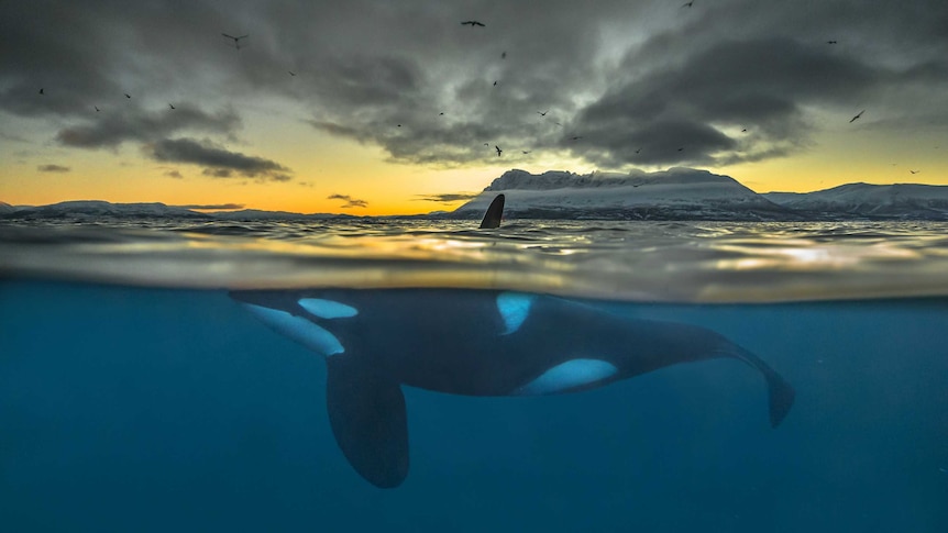 A killer whale near the surface with orange morning glow in the background.