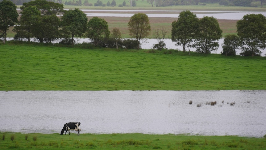 a cow stands near a flooded paddock