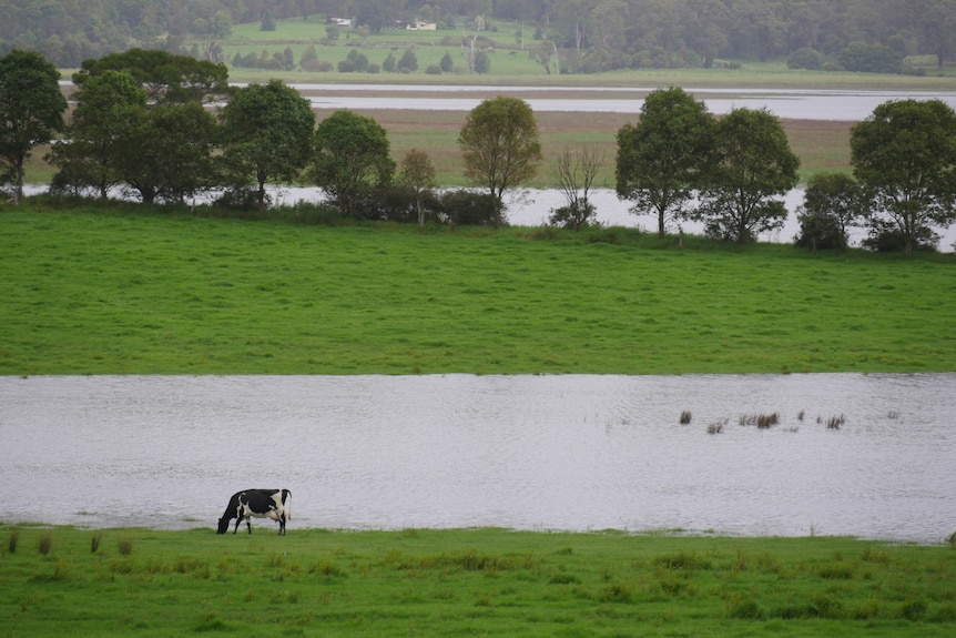 a cow stands near a flooded paddock