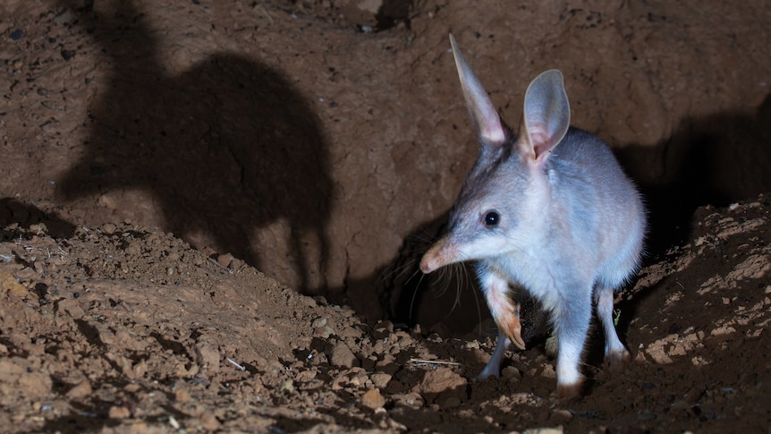 A small, grey bilby in its natural habitat at night