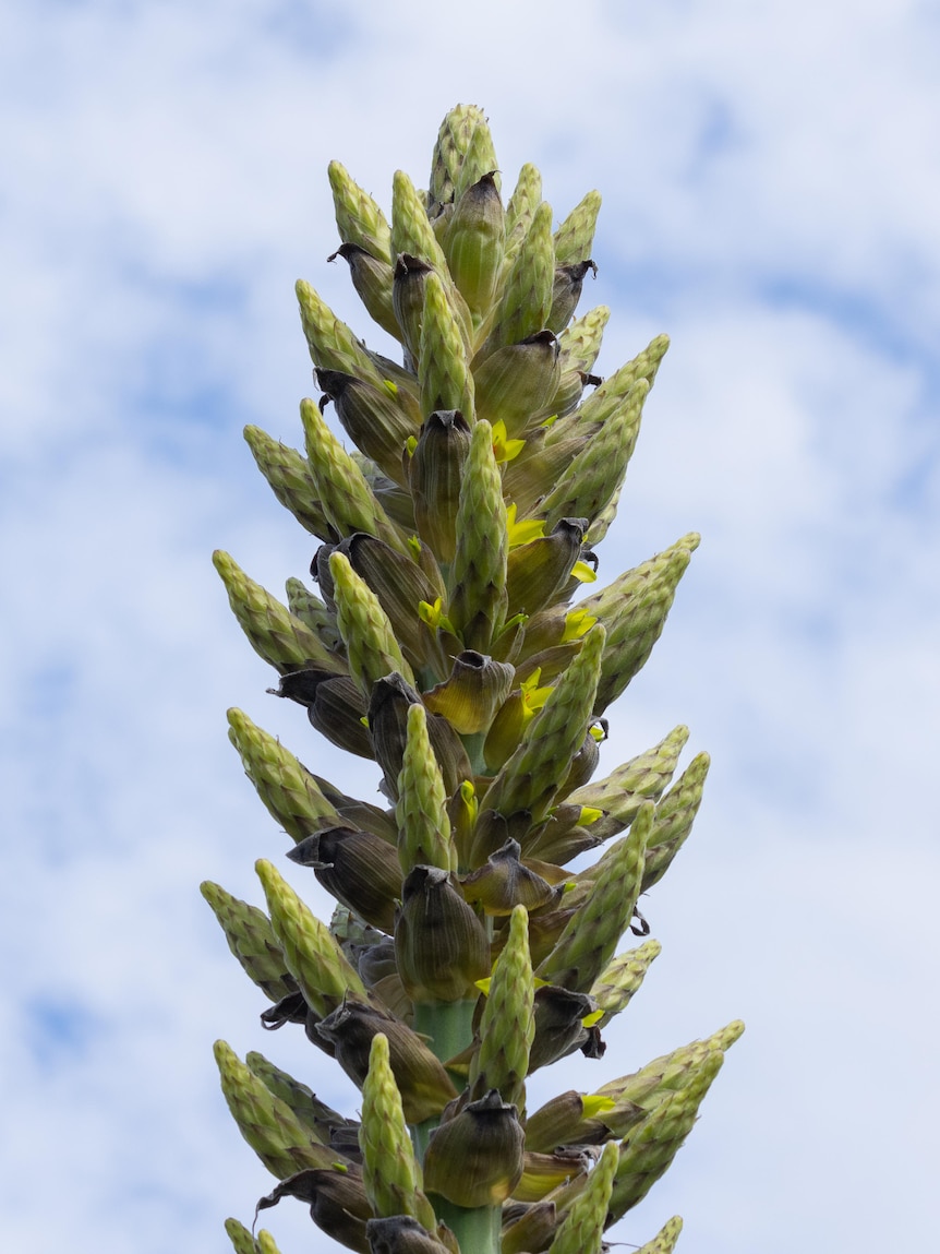 a puya plant blooming