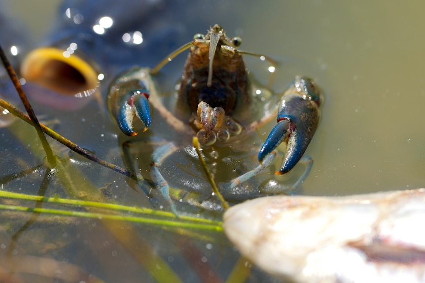 A small crustacean sticks its head out of a river, apparently trying to breathe.