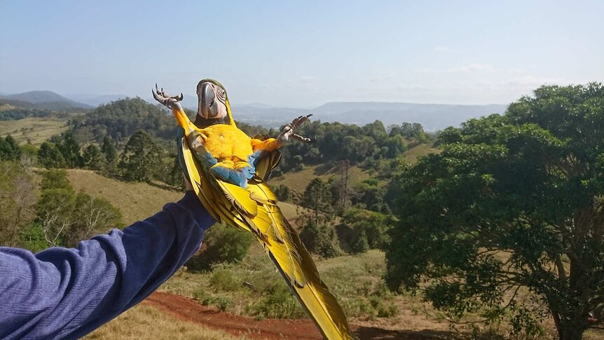 Yellow macaw being held on his back in the sun appearing as though he's sunbaking