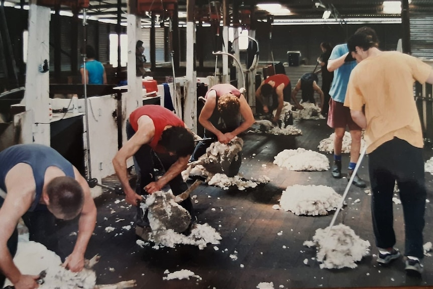 Five-stand shearing run with roustabouts sweeping wool
