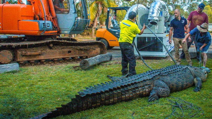 Jock the croc being placed in a temperature-controlled box at the Koorana Crocodile Farm near Rockhampton in central Qld