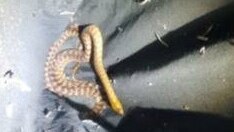 The parcel with three snakes inside was discovered by staff at a Lake Macquarie post office.