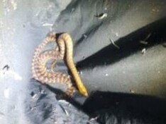 The parcel with three snakes inside was discovered by staff at a Lake Macquarie post office.