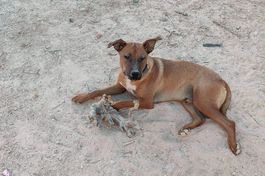 A dark brown dog lays in the grey dirt with an unidentifiable object that looks like a bone.